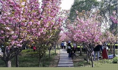 鹤壁旅游景点大全樱花-鹤壁旅游景点大全排名 一日游