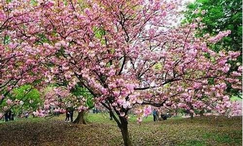 株洲石峰公园樱花在哪个位置-株洲石峰公园的樱花开了吗