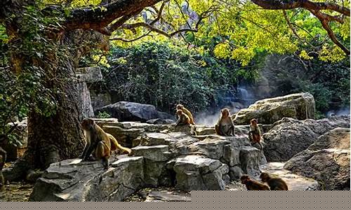 南湾猴岛门票-南湾猴岛门票70岁老人