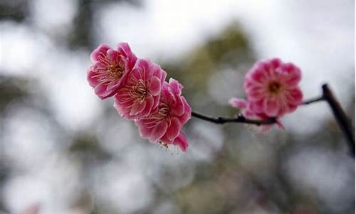红梅公园2021梅花节-2014红梅公园梅花