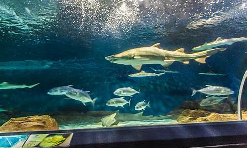 上海海洋水族馆-上海海洋水族馆门票预订